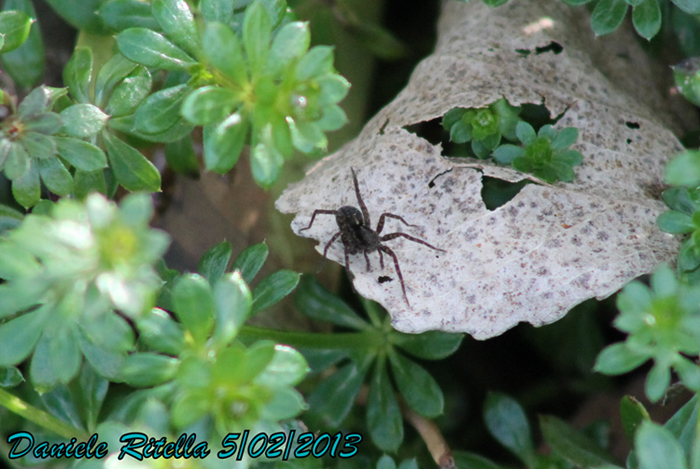 Pardosa sp. - Venafro (IS)